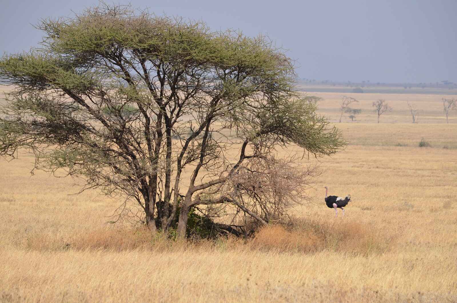 Peacok Bird in Seregeti